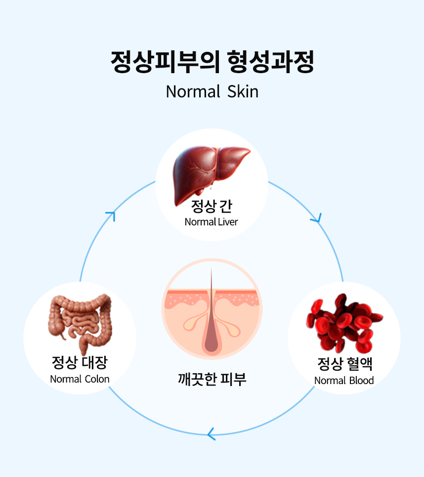 정상피부의 형성과정